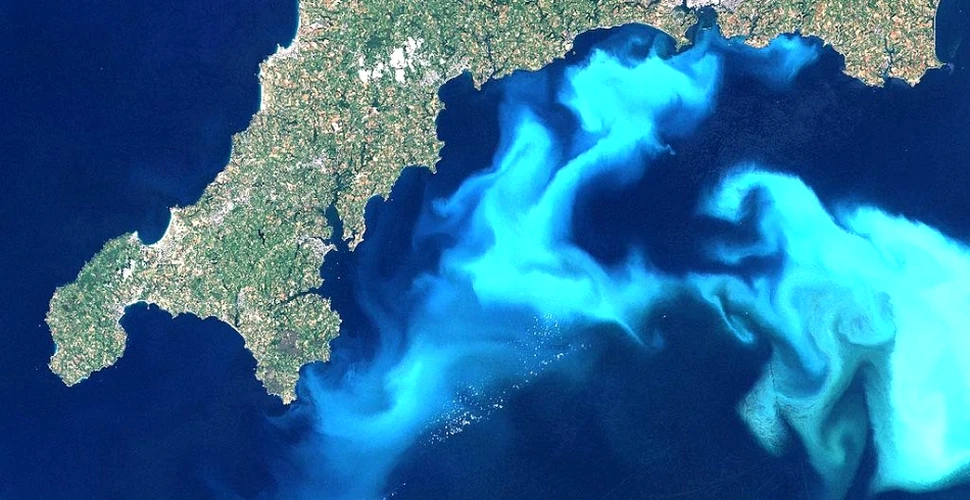 Unele specii de alge oceanice pot evolua rapid, ca să se adapteze la încălzirea globală