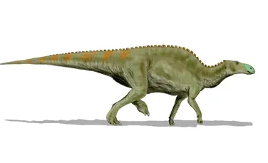 Dotări ultra-performante: hadrosaurii posedau dinţi mai rezistenţi şi mai complecşi decât ai erbivorelor actuale