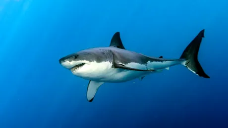 Rechinilor albi le crește un nou tip de dinți pe măsură ce îmbătrânesc