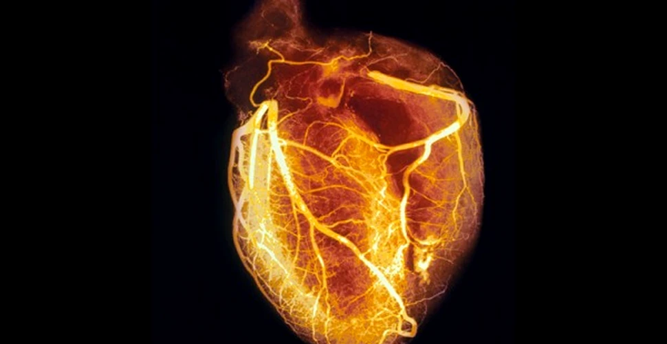Inima umana isi poate regenera celulele
