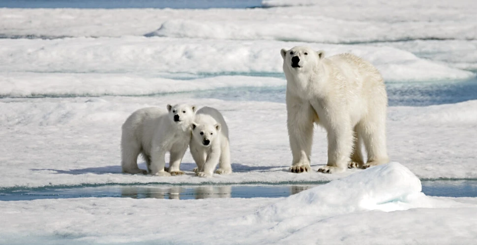 Test de cultură generală. De ce au urșii polari blana albă?
