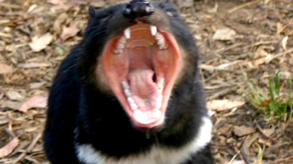 Diavolii tasmanieni combat cancerul prin sex