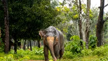 Un elefant sălbatic, vizitator neașteptat într-un magazin din Thailanda