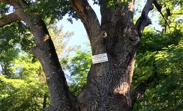 Localnicii dintr-un sat din Prahova încearcă să salveze un stejar secular