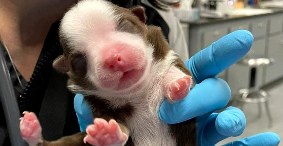 O cățelușă născută cu 6 picioare și 2 codițe, numită un „miracol” de medicii veterinari