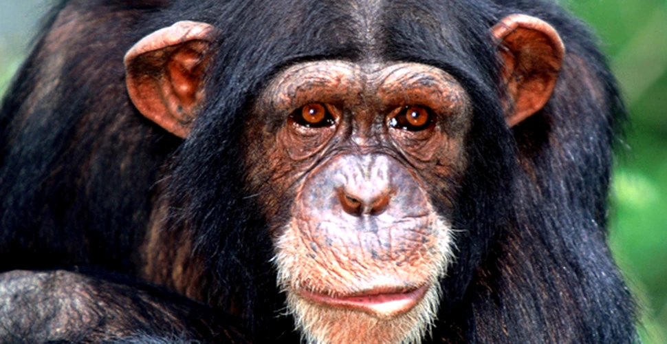 Un cimpanzeu din Rusia a ajuns la dezalcoolizare