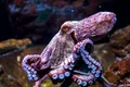 Test de cultură generală. Care e diferența dintre caracatițe și calamari?