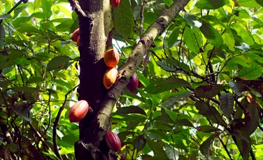Cât de veche este ”ciocolata”?! O nouă descoperire arată că domesticirea arborilor de cacao datează de acum 3.600 de ani