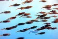 Oceanele Pământului au atins temperaturi record în luna august