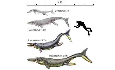 A fost descoperit Tyrannosaurus rex al apelor: fiorosul Plesiosuchus