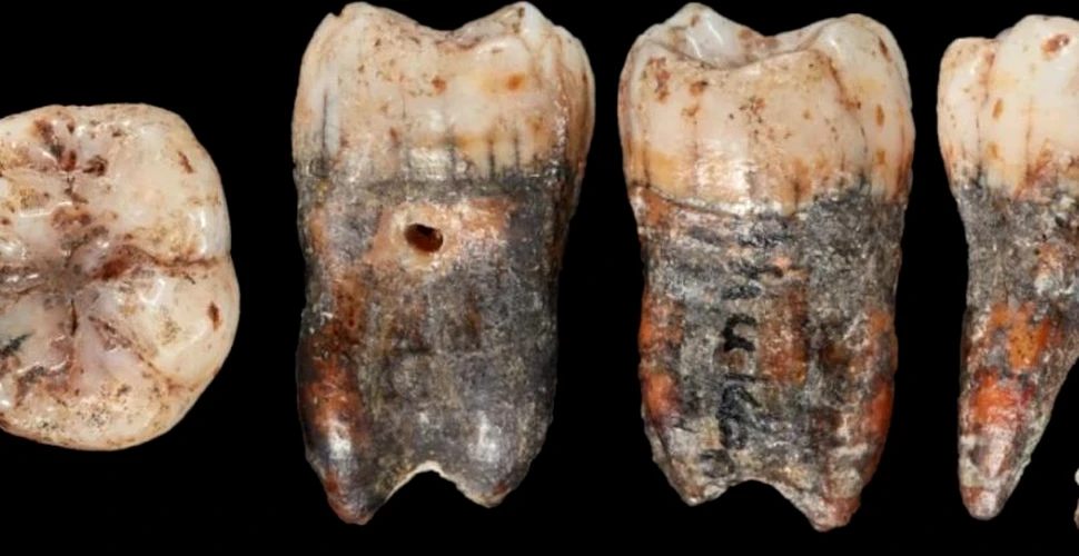 Un dinte de neanderthal a dezvăluit o legătură neștiută cu oamenii moderni