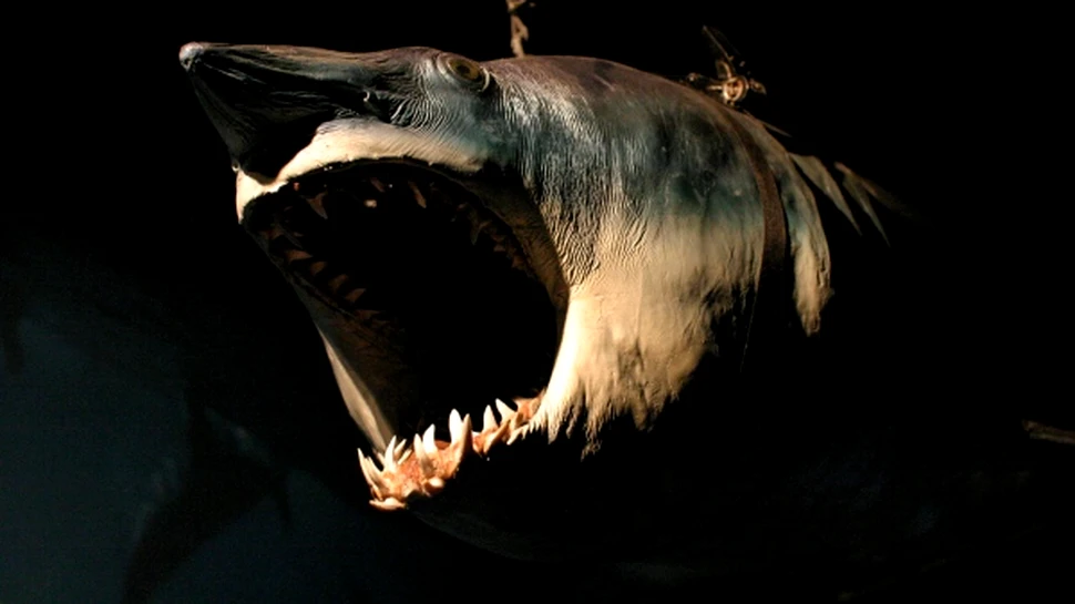 T-Rex? Doar o gustare pentru cel mai mare pradator din istorie