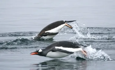 De ce nu pot pinguinii să zboare? Misterul a fost descifrat