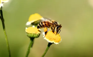 Pesticidele distrug creierul albinelor până când acestea nu se mai pot deplasa în linie dreaptă