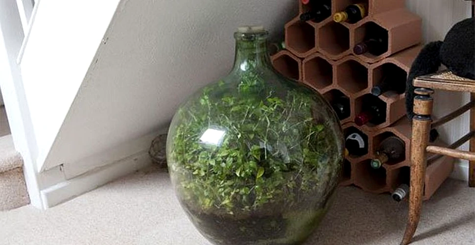 Această plantă creşte de 57 de ani într-o sticlă sigilată. Ultima dată a fost udată acum 45 de ani. ”Nu am tuns-o niciodată”