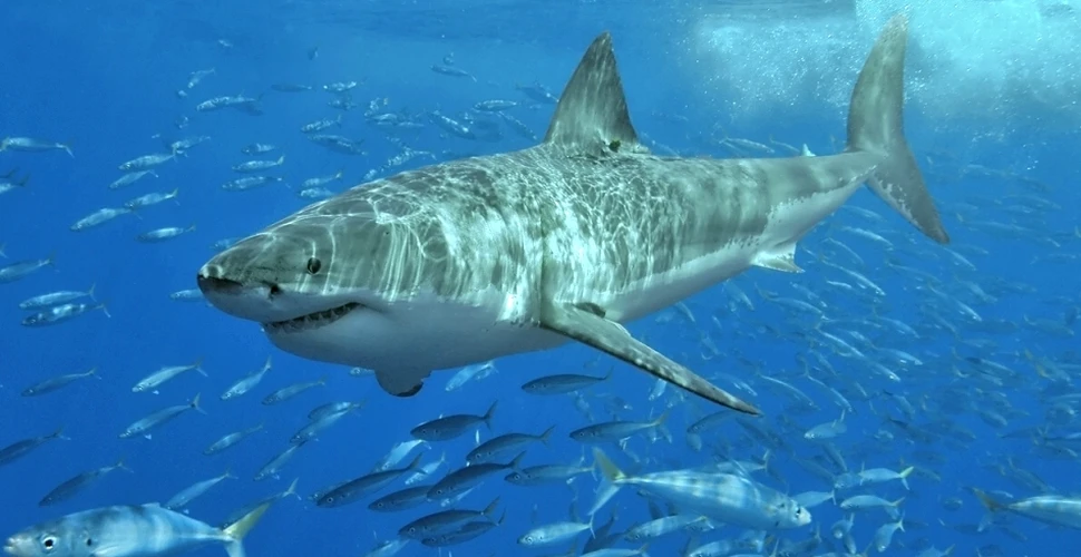 Numărul rechinilor a scăzut în proporţie de 92% în ultima jumătate de secol