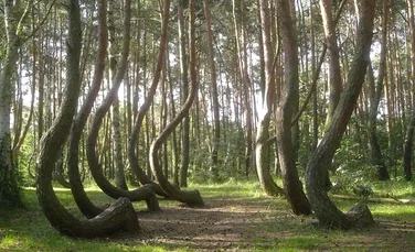 Misterul „pădurii îndoite”. De ce au crescut copacii cu o formă aşa ciudată?