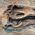Arheologii au găsit molecule organice în fosile de dinozaur