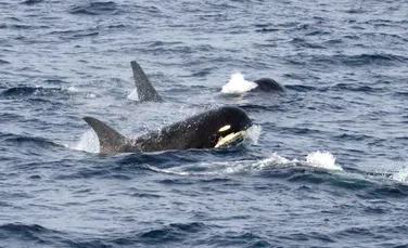 Cel mai rar tip de balenă ucigaşă dezvăluie lucruri noi despre aceste formidabile animale
