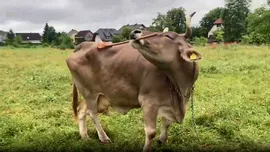 Cercetătorii au documentat primul caz în care o vacă folosește unelte