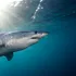 Tot ce trebuie să știi despre rechinii mako. Cât de periculoși sunt, de fapt, pentru oameni?