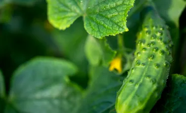 Test de cultură generală. Castraveții sunt fructe sau legume?