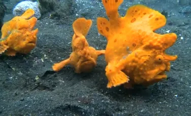 „Cea mai bizară zonă de pe fundul oceanului”: animale incredibile surprinse în adâncuri (VIDEO)