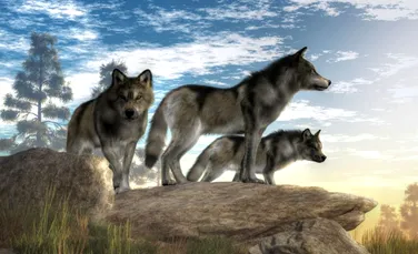 Cum au reușit lupii cenușii să supraviețuiască erei glaciare, când multe alte animale au dispărut