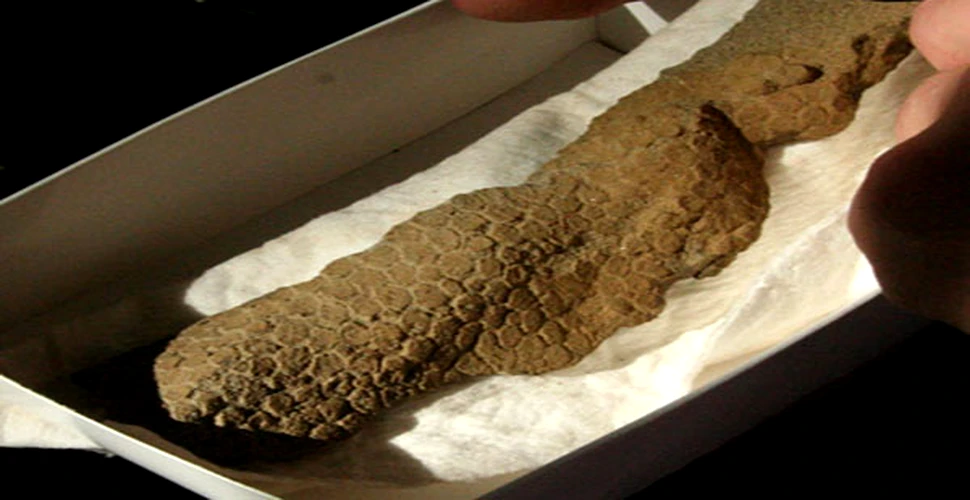 Dinozaur mumificat descoperit in Dakota de Nord