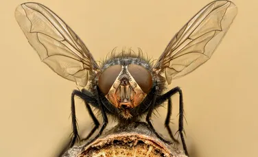 Descoperire uimitoare cu privire la banalele muşte pe care nici chiar unii oameni nu o au