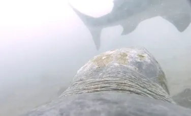 Imagini în premieră arată cum face față o broască țestoasă la atacul unui rechin