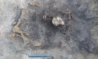 Arheologii au descoperit oasele unui câine din Epoca de Piatră, care ar fi fost îngropat alături de stăpânul său