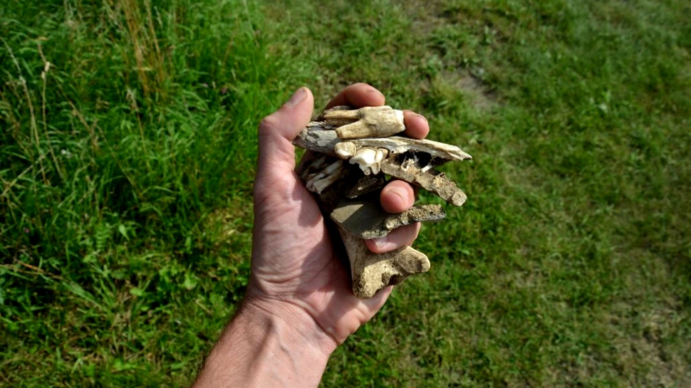 Arheologii au descoperit un joc antic, făcut din oase. Ce ar putea însemna?