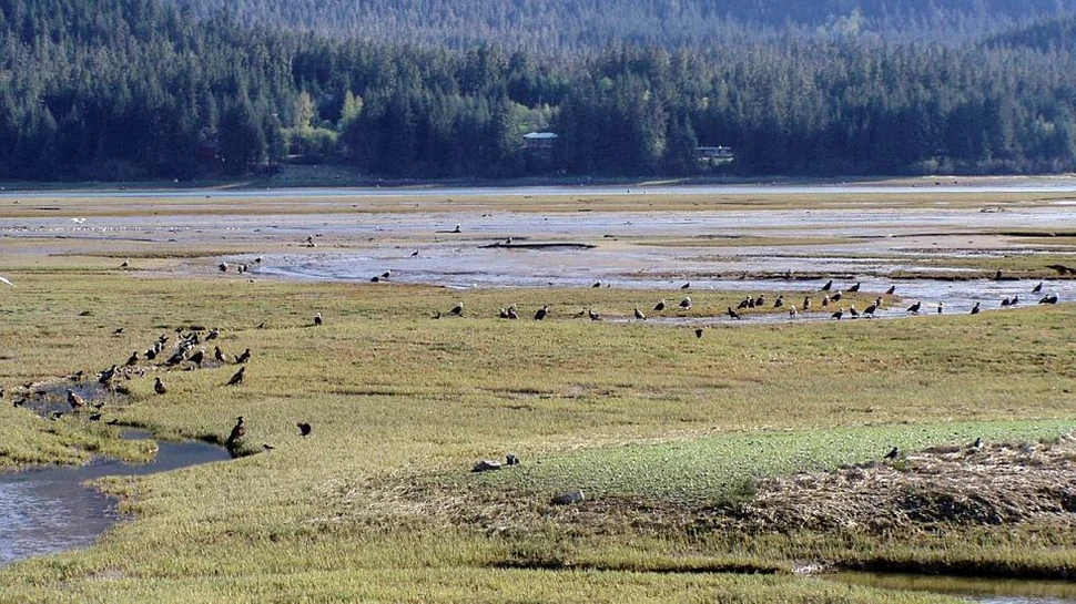 În Siberia, cercetătorii au descoperit un mânz conservat perfect, în stratul de sol îngheţat