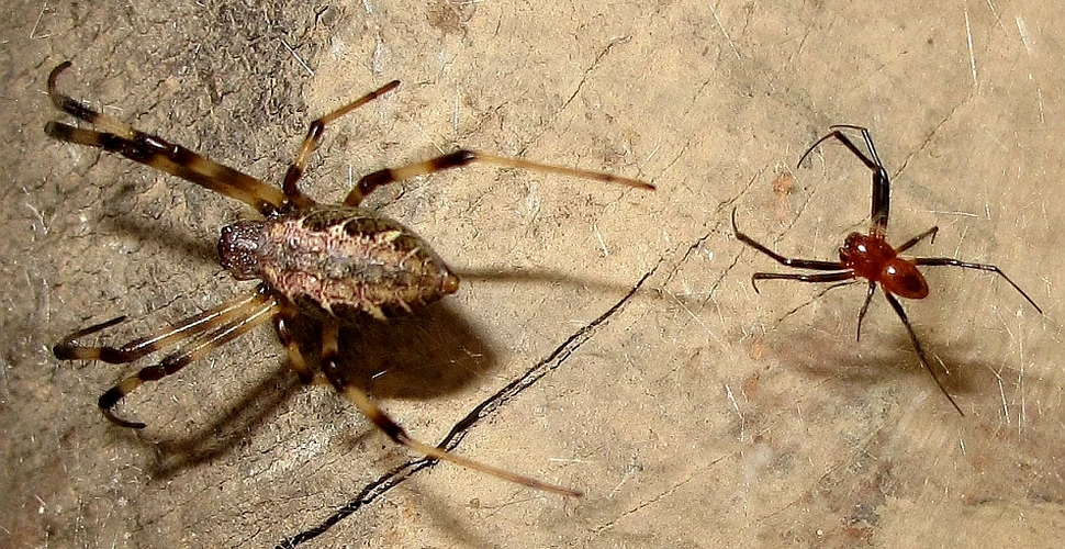 Penisul detaşabil: salvarea păianjenilor masculi