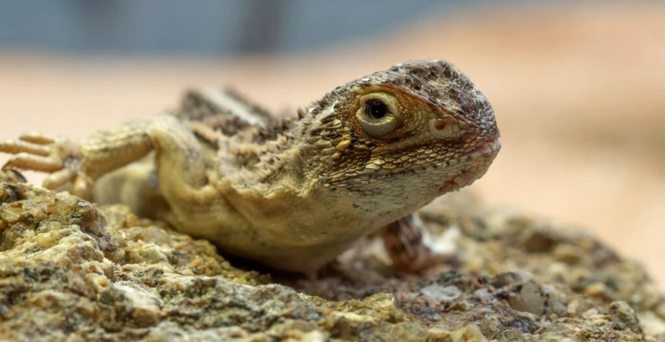 O reptilă văzută pentru ultima oară în 1969 a reapărut în Australia