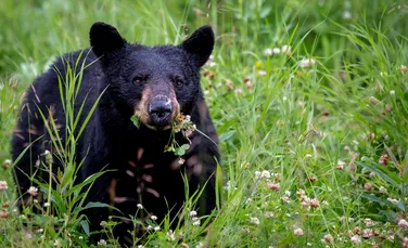 Povestea adevărată a ursului care a mâncat 32 de kilograme de cocaină