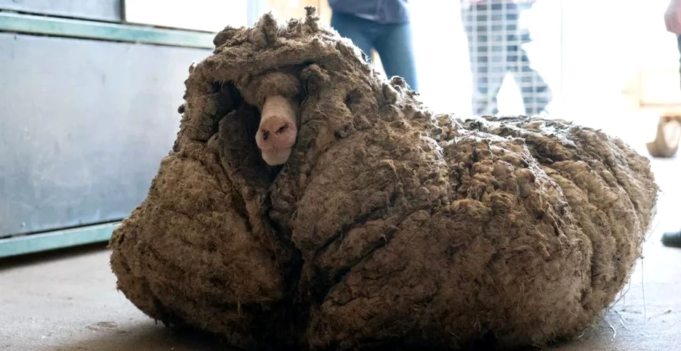 Baarack, berbecul merinos acoperit de 35 de kilograme de lână