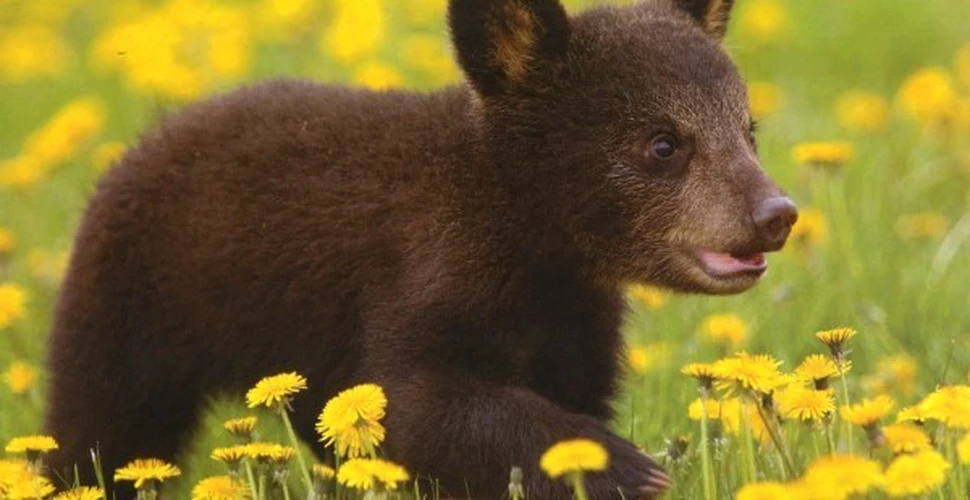 Cum isi salveaza o ursoaica puiul neastamparat (VIDEO)