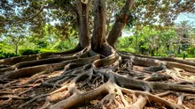 Oamenii „mutilează arborele vieții” de pe Pământ și creează „o gaură uriașă” în evoluție