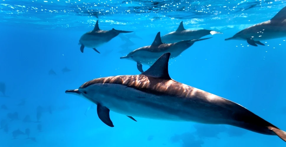 Un mega-grup de 100.000 de delfini a fost surprins în Pacific (VIDEO)