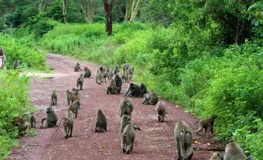 Scandal în Germania după ce o grădină zoologică a omorât 12 babuini sănătoși