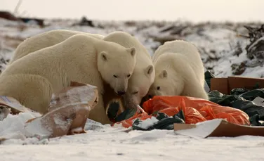 Urșii polari au ajuns să se hrănească cu gunoaie din cauza schimbărilor climatice