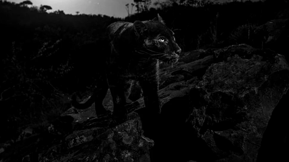 Un leopard negru extrem de rar, fotografiat pentru prima dată în 100 de ani