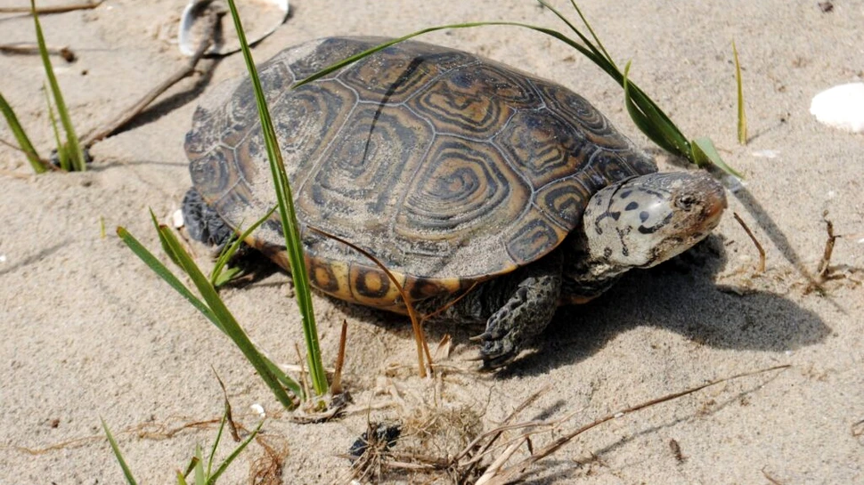 Un pui de țestoasă cu două capete a fost găsit la Cape Cod. Este al treilea caz în cinci ani