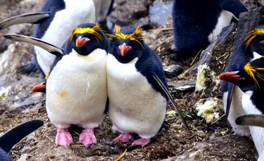 Oamenii de ştiinţă au nevoie de ajutorul nostru. Priveşte fotografiile acestor pinguini adorabili şi susţine un proiect de  cercetare – FOTO