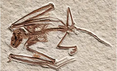 Cele mai vechi schelete de liliac găsite vreodată aparțin unei specii nemaivăzute
