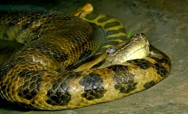 Anaconda – Sarpele Zeu al Amazonului