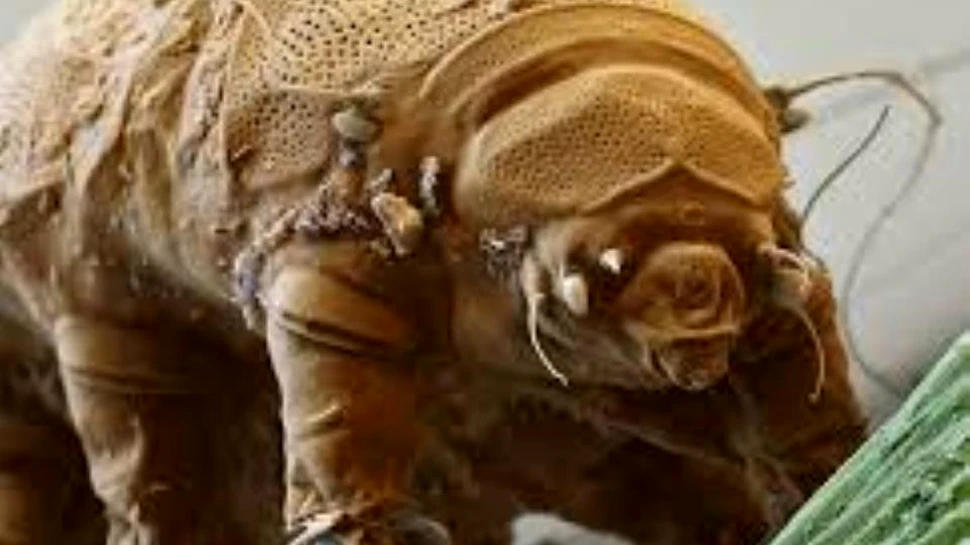 O nouă specie a vietăţii ce ar putea rezista Apocalipsei a fost descoperită într-o parcare