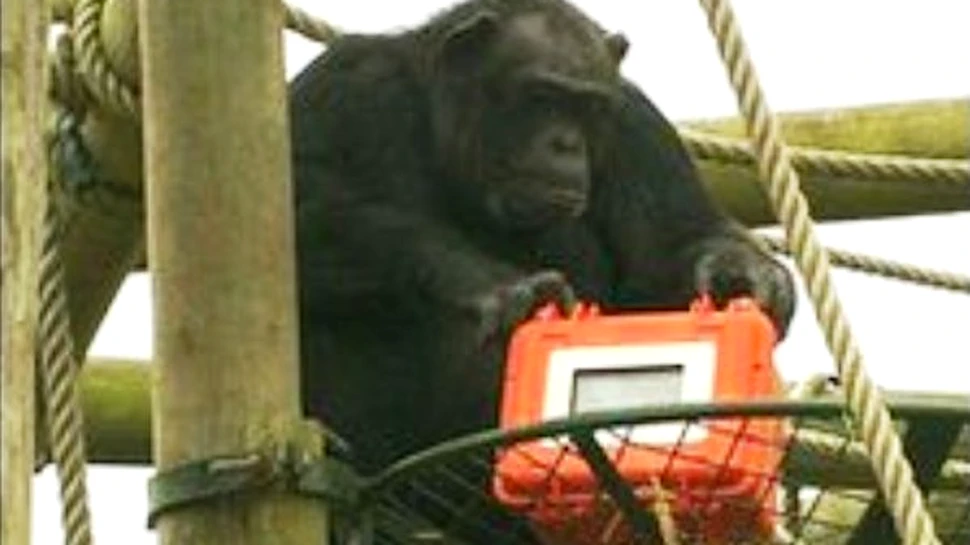 Primul film facut de cimpanzei va fi transmis la televizor